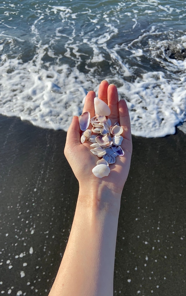 hand holding seashells