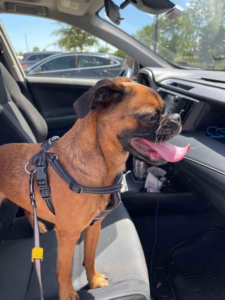 our granddog - coffee ready for a car ride