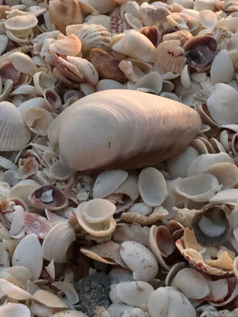 sea shells on the beach